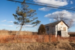 Pine Tree, Kissam Ave, January 5, 2015