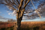 Tire Swing Rope, Kissam Ave, April 28, 2015