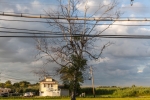 Dead Birch Tree, Fox Beach Avenue, July 15, 2017