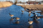 Geese, Fox Lane, Feb 16, 2019