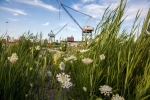 Queen Anne's Lace, Between Dry Dock 2 and 3, 2015