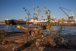 Flowers, Mouth of Dry Dock 2, 2015